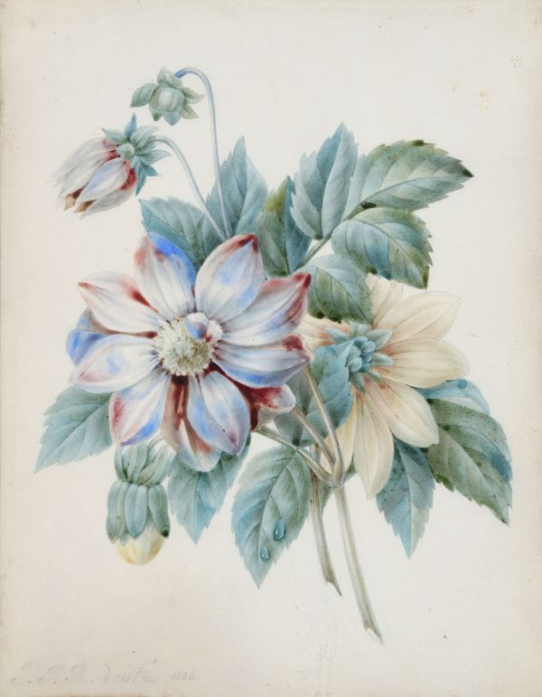 PIERRE JOSEPH REDOUTE (1759-1840) – Image 2